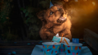 Dog birthday hat shiba cake - sitting free wallpaper