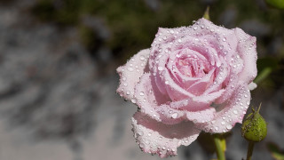 Pink rose water droplets green - a pink rose free wallpaper for desktop