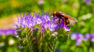 Bee purple flower grass bokeh - visible free wallpaper for desktop