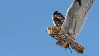 Bird spread wings surreal owl - surrealism free wallpaper