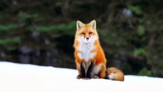 Red fox snow night star - bourgeoi free wallpaper
