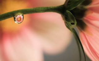 White flower water drop macro - a drop of water free wallpaper for desktop