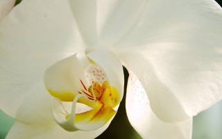 White flower yellow center green 4 - bracha l. ettinger free wallpaper