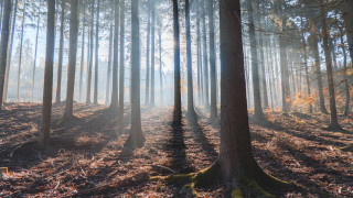 Forest sunbeam autumn leaves city - caspar wolf free wallpaper