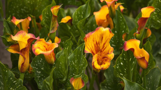 Flower water droplets summer vibrancy - summer vibrancy free wallpaper