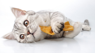 White cat yellow bow laying - a yellow bow free wallpaper