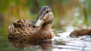 Duck water reeds outdoors photorealistic - brenda chamberlain free wallpaper