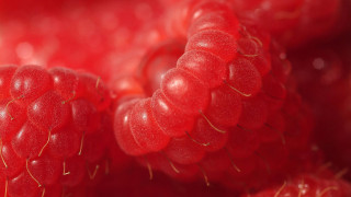 Raspberries macro photorealism blood red - a table top free wallpaper
