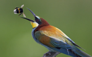 Colorful bird bug mouth branch - a black beak free wallpaper