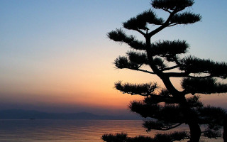 Pine tree sunset ocean boat 3 - against a sunset over the ocean free wallpaper