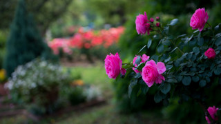 Pink rose garden bush bench - pink rose free wallpaper for desktop