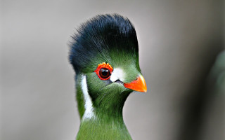 Green bird red eye black 2 - free animals wallpaper