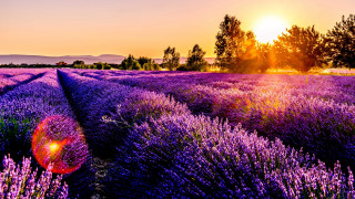 Lavender field sunset trees autumn - a field of lavender free wallpaper