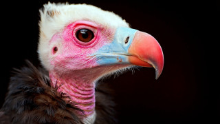 Bird beak portrait black background - beak free wallpaper for desktop