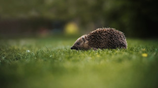 Hedgehog grass sun nature blurry - a hedgehog free wallpaper