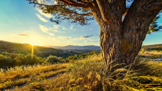 Tree grassy field sunset mountain - the background and a mountain range in the distance free wallpaper