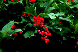Bush berries green leaves macro 2 - red berry free wallpaper