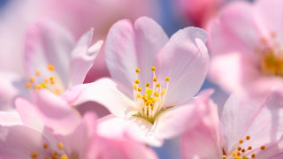 Pink flowers yellow stamens blue 2 - free flowers wallpaper for desktop