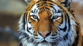Tiger orange black face nose - a tiger free wallpaper for desktop