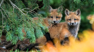 Foxes woods primitivism wildlife puzzle - two fox free wallpaper