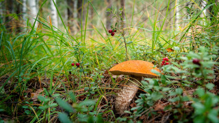 Orange mushroom grass bushes autumn - autumn free wallpaper for desktop