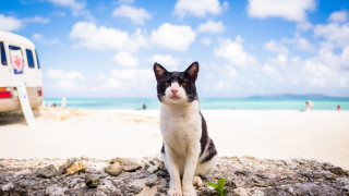 Cat rock beach van people - a cat free wallpaper