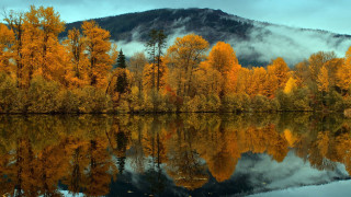 Mountain lake autumn leaves fog - yellow leaf free wallpaper