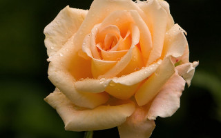 Yellow rose water droplets leaves - a yellow rose free wallpaper