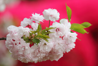 Flower branch pink background macro - cheng shifa free wallpaper