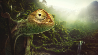 Chameleon forest waterfall bird light 2 - the air free wallpaper