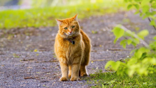 Cat path grass dirt greenbush - a collar free wallpaper for desktop