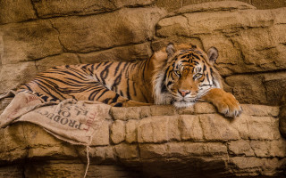 Tiger rock wall blanket sign - its chest free wallpaper