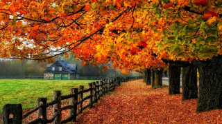 Fence tree house autumn leaves - a house in the background free wallpaper