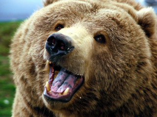 Brown bear open mouth teeth - tooth wide open free wallpaper