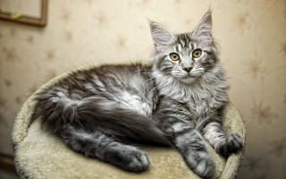 Cat rococo round chair toy - round free wallpaper