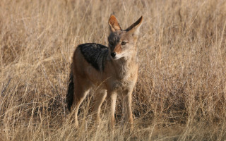 Small animal dry grass field - a small animal standing free wallpaper