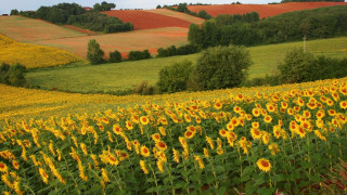 Sunflower field autumn leaves nature - rural free wallpaper
