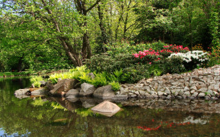 Peaceful pond flowers rocks forest - free spring wallpaper