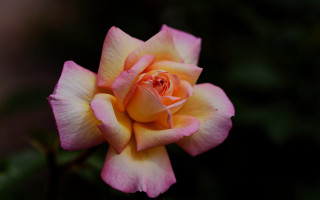 Pink yellow rose green blurry - a single flower in the center free wallpaper