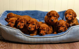 Puppies bed wooden floor wall - a wooden floor next free wallpaper