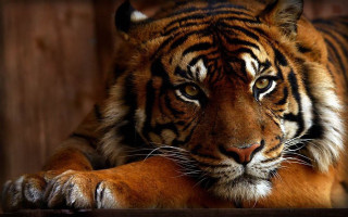 Tiger wooden surface photorealistic carlos - one paw free wallpaper