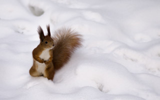 Squirrel snow winter nature chippy - a squirrel free wallpaper for desktop