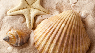 Starfish seashell sandy beach photorealistic - a sandy beach free wallpaper