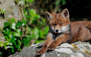 Small fox rock forest blurry - the rock free wallpaper