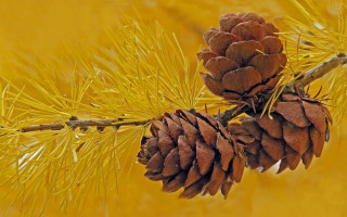 Pinecone branch yellow background leaves - a pine cone free wallpaper