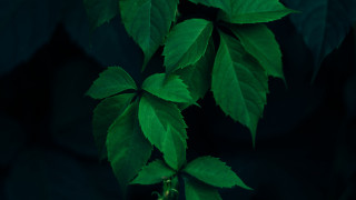 Green thin leaves dark background - a green leafy plant free wallpaper for desktop