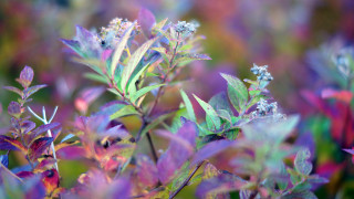 Purple flower bokeh mystical impressionist - blanche hoschedé monet free wallpaper