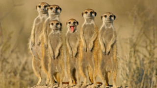 Meerkats rocks wide open mouths - catrin g grosse free wallpaper