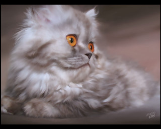 Orange eyed cat laying bed - orange eye free wallpaper for desktop