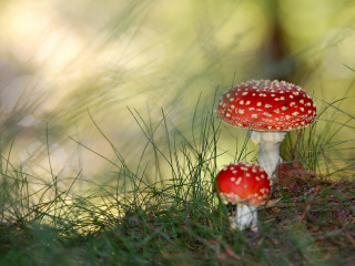 Red mushrooms green field trees - free forest wallpaper